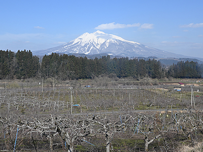 リンゴ園地と岩木山